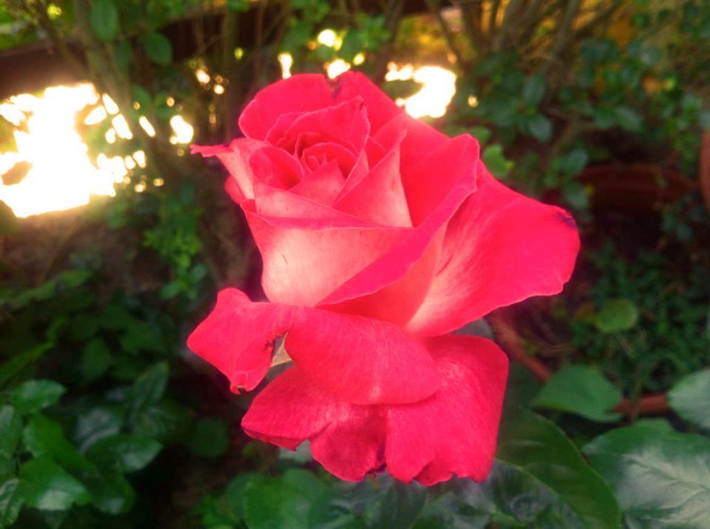 La Corte Delle Rose B&B Praia a Mare Luaran gambar